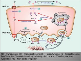 TG—Thyroglobulin; MIT—Monoiodotyrosine; DIT—Diiodotyrosine; T3—Triiodothyronine;
T4—Thyroxine (Tetraiodothyronine); HOI—Hypoiodous acid; EOI—Enzyme linked
hypoiodate; NIS—Na+-iodide symporter;
 
