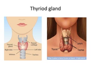 Thyriod gland
 