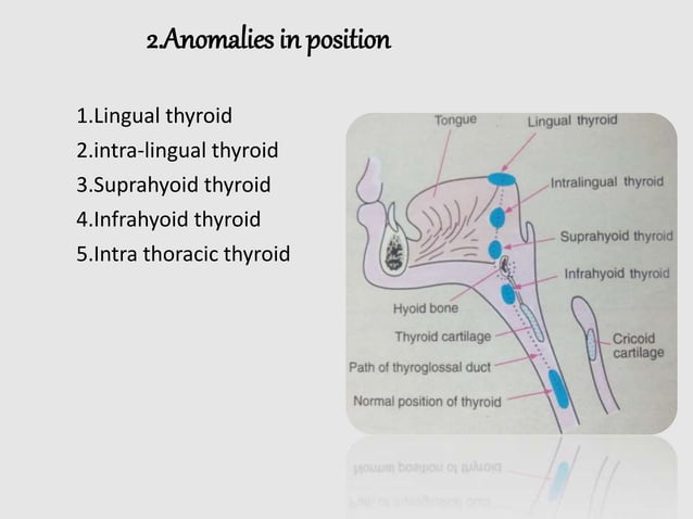 Thyriod gland anatomy and physiology | PPTX