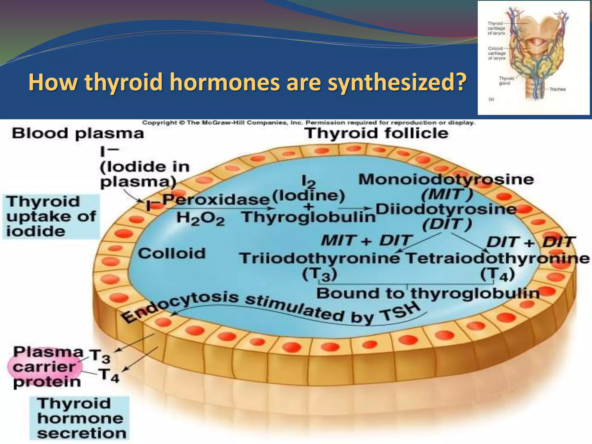 Thyriod gland anatomy physiology and pathology | PPTX