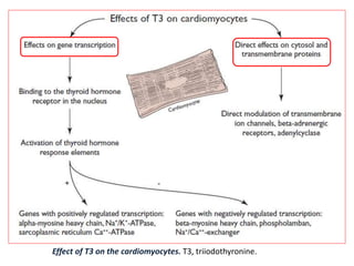 Effect of T3 on the cardiomyocytes. T3, triiodothyronine.
 