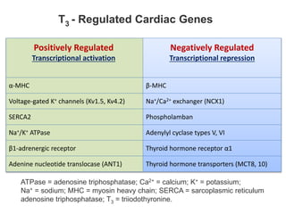 Positively Regulated
Transcriptional activation
Negatively Regulated
Transcriptional repression
α-MHC β-MHC
Voltage-gated K+ channels (Kv1.5, Kv4.2) Na+/Ca2+ exchanger (NCX1)
SERCA2 Phospholamban
Na+/K+ ATPase Adenylyl cyclase types V, VI
β1-adrenergic receptor Thyroid hormone receptor α1
Adenine nucleotide translocase (ANT1) Thyroid hormone transporters (MCT8, 10)
T3 - Regulated Cardiac Genes
ATPase = adenosine triphosphatase; Ca2+ = calcium; K+ = potassium;
Na+ = sodium; MHC = myosin heavy chain; SERCA = sarcoplasmic reticulum
adenosine triphosphatase; T3 = triiodothyronine.
 