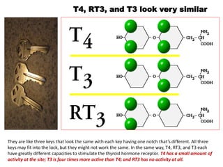 They are like three keys that look the same with each key having one notch that’s different. All three
keys may fit into the lock, but they might not work the same. In the same way, T4, RT3, and T3 each
have greatly different capacities to stimulate the thyroid hormone receptor. T4 has a small amount of
activity at the site; T3 is four times more active than T4; and RT3 has no activity at all.
T4, RT3, and T3 look very similar
 
