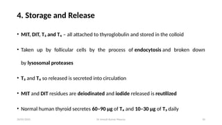 Dr Umesh Kumar Maurya 10
4. Storage and Release
• MIT, DIT, T₃ and T₄ – all attached to thyroglobulin and stored in the colloid
• Taken up by follicular cells by the process of endocytosis and broken down
by lysosomal proteases
• T₃ and T₄ so released is secreted into circulation
• MIT and DIT residues are deiodinated and iodide released is reutilized
• Normal human thyroid secretes 60–90 μg of T₄ and 10–30 μg of T₃ daily
20/05/2025
 