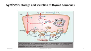 Dr Umesh Kumar Maurya 13
Synthesis, storage and secretion of thyroid hormones
20/05/2025
 