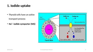 Dr Umesh Kumar Maurya 7
1. Iodide uptake
• Thyroid cells have an active
transport process
• Na⁺- iodide symporter (NIS)
20/05/2025
 