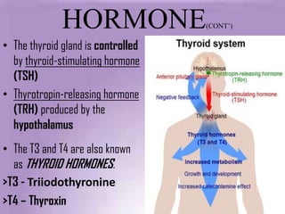 HORMONE               (CONT’)

• The thyroid gland is controlled
  by thyroid-stimulating hormone
  (TSH)
• Thyrotropin-releasing hormone
  (TRH) produced by the
  hypothalamus
• The T3 and T4 are also known
  as THYROID HORMONES.
>T3 - Triiodothyronine
>T4 – Thyroxin
 