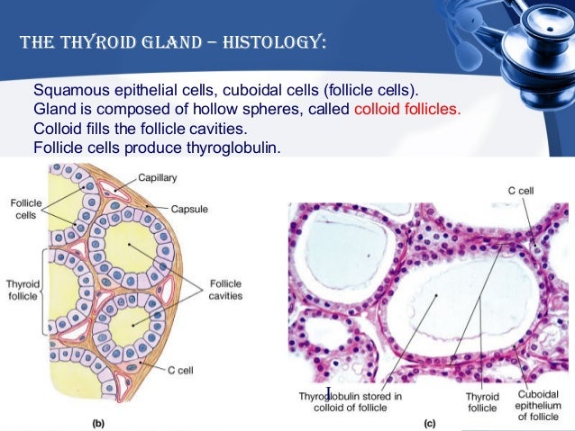 thyroid glands essay The word part needed to complete the term meaning incision of the thyroid gland, thyroid/o/_____, is: tomy the abbreviation for the medical term for the procedure that assesses thyroid function by testing the ability of the thyroid gland to trap and retain radioactive iodine following oral ingestion of the iodine is. thyroid glands essay The word part needed to complete the term meaning incision of the thyroid gland, thyroid/o/_____, is: tomy the abbreviation for the medical term for the procedure that assesses thyroid function by testing the ability of the thyroid gland to trap and retain radioactive iodine following oral ingestion of the iodine is.