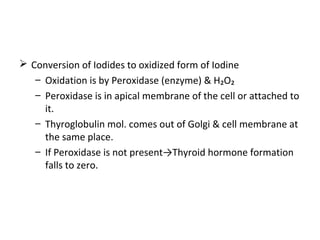  Conversion of Iodides to oxidized form of Iodine
– Oxidation is by Peroxidase (enzyme) & H₂O₂
– Peroxidase is in apical membrane of the cell or attached to
it.
– Thyroglobulin mol. comes out of Golgi & cell membrane at
the same place.
– If Peroxidase is not present→Thyroid hormone formation
falls to zero.
 