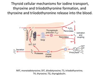 Thyroid cellular mechanisms for iodine transport,
thyroxine and triiodothyronine formation, and
thyroxine and triiodothyronine release into the blood.
MIT, monoiodotyrosine; DIT, diiodotyrosine; T3, triiodothyronine;
T4, thyroxine; TG, thyroglobulin.
 