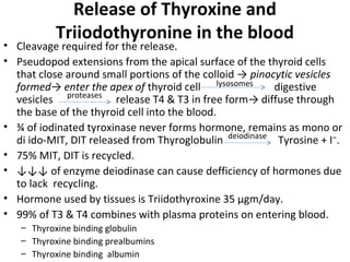 Release of Thyroxine and
Triiodothyronine in the blood
• Cleavage required for the release.
• Pseudopod extensions from the apical surface of the thyroid cells
that close around small portions of the colloid → pinocytic vesicles
formed→ enter the apex of thyroid cell digestive
vesicles release T4 & T3 in free form→ diffuse through
the base of the thyroid cell into the blood.
• ¾ of iodinated tyroxinase never forms hormone, remains as mono or
di ido-MIT, DIT released from Thyroglobulin Tyrosine + I⁻.
• 75% MIT, DIT is recycled.
• ↓↓↓ of enzyme deiodinase can cause defficiency of hormones due
to lack recycling.
• Hormone used by tissues is Triidothyroxine 35 µgm/day.
• 99% of T3 & T4 combines with plasma proteins on entering blood.
– Thyroxine binding globulin
– Thyroxine binding prealbumins
– Thyroxine binding albumin
lysosomes
proteases
deiodinase
 