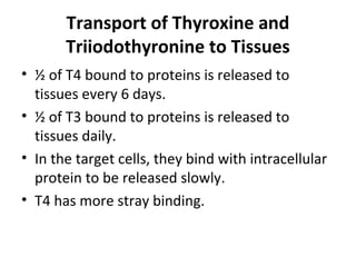 Transport of Thyroxine and
Triiodothyronine to Tissues
• ½ of T4 bound to proteins is released to
tissues every 6 days.
• ½ of T3 bound to proteins is released to
tissues daily.
• In the target cells, they bind with intracellular
protein to be released slowly.
• T4 has more stray binding.
 