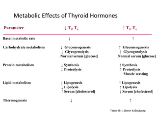 Metabolic Effects of Thyroid Hormones
Parameter ↓ T3, T4 ↑ T3, T4
Basal metabolic rate ↓ ↑
Carbohydrate metabolism ↓ Gluconeogenesis ↑ Gluconeogenesis
↓ Glycogenolysis ↑ Glycogenolysis
Normal serum [glucose] Normal serum [glucose]
Protein metabolism ↓ Synthesis ↑ Synthesis
↓ Proteolysis ↑ Proteolysis
Muscle wasting
Lipid metabolism ↓ Lipogenesis ↑ Lipogenesis
↓ Lipolysis ↑ Lipolysis
↑ Serum [cholesterol] ↓ Serum [cholesterol]
Thermogenesis ↓ ↑
Table 48-1, Boron & Boulpaep
 