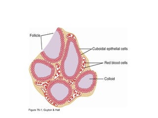 Microscopic Appearance of
the Thyroid Gland
Figure 76-1; Guyton & Hall
 