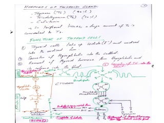  Thyroid Hormones
 ↑↑↑BMR
 Its ↓↓↓ → 40-50% BMR ↓↓
 Its ↑↑↑ → 60-100% ↑↑ BMR
 secretion is controlled by thyroid-stimulating hormone (TSH) from the
anterior pituitary gland.
 