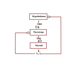 Hypothalamohypophyseal-Thyroid Axis
HypothalamusHypothalamus
ThyrotropeThyrotrope
ThyroidThyroid
TT33, T, T44
TRHTRH
TSHTSH
__
__
+
+
 