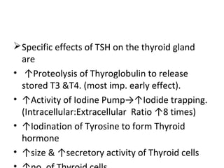Specific effects of TSH on the thyroid gland
are
• ↑Proteolysis of Thyroglobulin to release
stored T3 &T4. (most imp. early effect).
• ↑Activity of Iodine Pump→↑Iodide trapping.
(Intracellular:Extracellular Ratio ↑8 times)
• ↑Iodination of Tyrosine to form Thyroid
hormone
• ↑size & ↑secretory activity of Thyroid cells
 