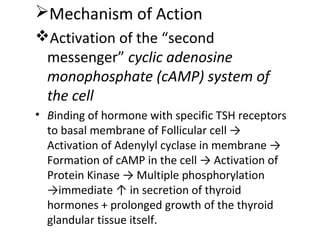 Mechanism of Action
Activation of the “second
messenger” cyclic adenosine
monophosphate (cAMP) system of
the cell
• Binding of hormone with specific TSH receptors
to basal membrane of Follicular cell →
Activation of Adenylyl cyclase in membrane →
Formation of cAMP in the cell → Activation of
Protein Kinase → Multiple phosphorylation
→immediate ↑ in secretion of thyroid
hormones + prolonged growth of the thyroid
glandular tissue itself.
 