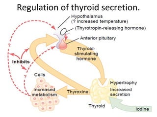 Regulation of thyroid secretion.
 