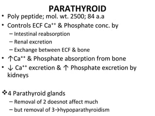 PARATHYROID
• Poly peptide; mol. wt. 2500; 84 a.a
• Controls ECF Ca⁺⁺ & Phosphate conc. by
– Intestinal reabsorption
– Renal excretion
– Exchange between ECF & bone
• ↑Ca⁺⁺ & Phosphate absorption from bone
• ↓ Ca⁺⁺ excretion & ↑ Phosphate excretion by
kidneys
4 Parathyroid glands
– Removal of 2 doesnot affect much
– but removal of 3→hypoparathyroidism
 