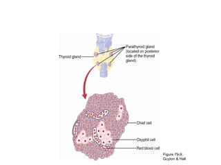 Anatomy of the Parathyroid Glands
& Microscopic Appearance of Chief
Cells
Figure 79-9;
Guyton & Hall
 