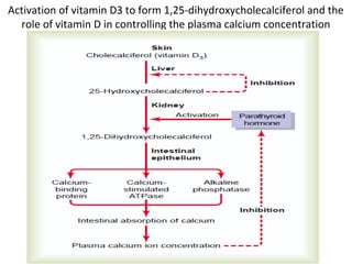 Activation of vitamin D3 to form 1,25-dihydroxycholecalciferol and the
role of vitamin D in controlling the plasma calcium concentration
 
