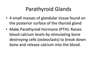 Parathyroid Glands
• 4 small masses of glandular tissue found on
the posterior surface of the thyroid gland
• Make Parathyroid Hormone (PTH): Raises
blood calcium levels by stimulating bone
destroying cells (osteoclasts) to break down
bone and release calcium into the blood.

 