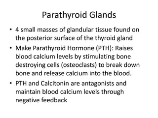 Parathyroid Glands
• 4 small masses of glandular tissue found on
the posterior surface of the thyroid gland
• Make Parathyroid Hormone (PTH): Raises
blood calcium levels by stimulating bone
destroying cells (osteoclasts) to break down
bone and release calcium into the blood.
• PTH and Calcitonin are antagonists and
maintain blood calcium levels through
negative feedback

 