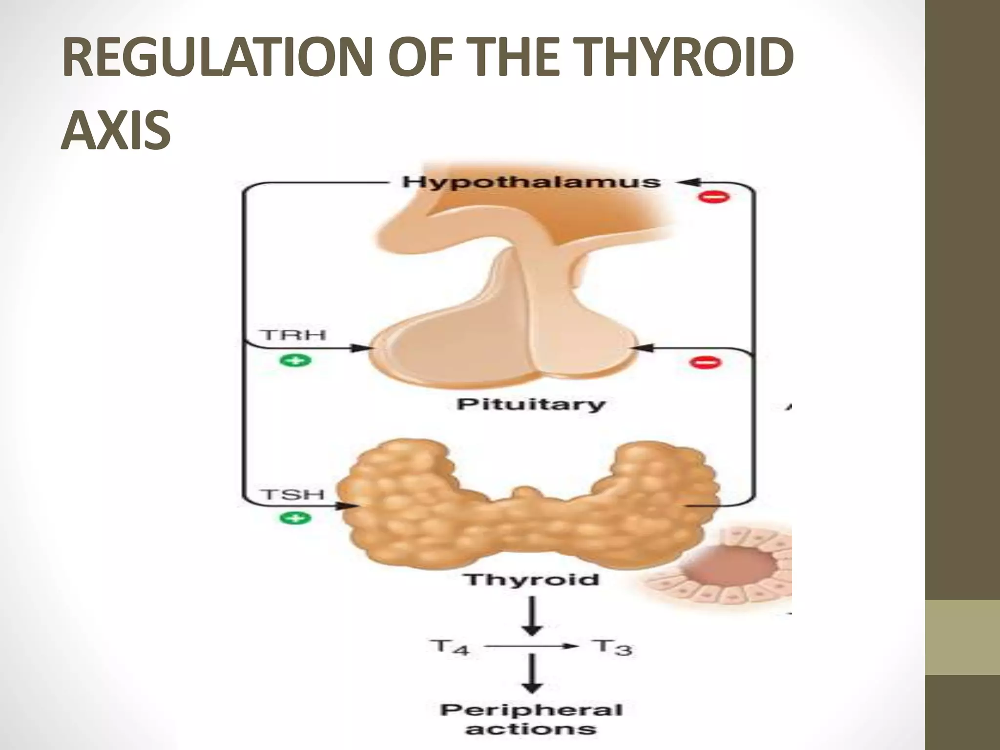 REGULATION OF THE THYROID
AXIS
 