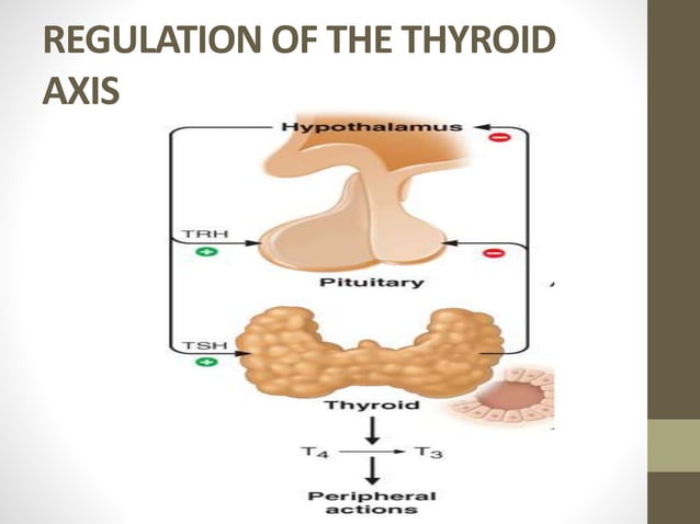 HYPOTHYROID | PPTX | Thyroid Disorders | Endocrine and Metabolic Diseases