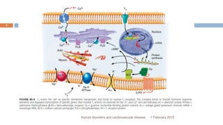 1 February 2015thyroid disorders and cardiovascular disease
3
 