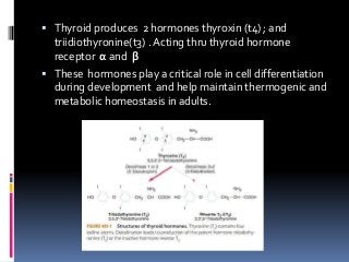  Thyroid produces 2 hormones thyroxin (t4) ; and
triidiothyronine(t3) . Acting thru thyroid hormone
receptor α and β
 These hormones play a critical role in cell differentiation
during development and help maintain thermogenic and
metabolic homeostasis in adults.
 