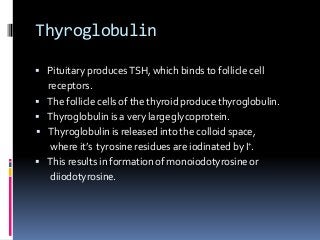 Thyroglobulin
 Pituitary producesTSH, which binds to follicle cell
receptors.
 The follicle cells of the thyroid producethyroglobulin.
 Thyroglobulin is a very largeglycoprotein.
 Thyroglobulin is released into the colloid space,
where it’s tyrosine residues are iodinated by I+.
 This results in formation of monoiodotyrosine or
diiodotyrosine.
 
