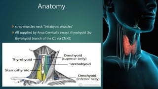 Anatomy
 strap muscles neck “Infrahyoid muscles”
 All supplied by Ansa Cervicalis except thyrohyoid (by
thyrohyoid branch of the C1 via CNXII)
 
