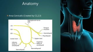 Anatomy
Ansa Cervicalis (Created by C1,2,3)
 