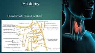 Anatomy
Ansa Cervicalis (Created by C1,2,3)
 