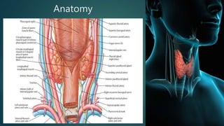 Anatomy
 