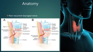 Anatomy
Non-recurrent laryngeal nerve
 
