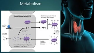 Metabolism
 