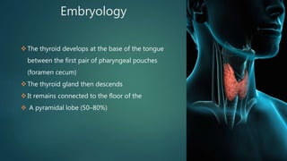 Embryology
The thyroid develops at the base of the tongue
between the first pair of pharyngeal pouches
(foramen cecum)
The thyroid gland then descends
It remains connected to the floor of the
 A pyramidal lobe (50–80%)
 