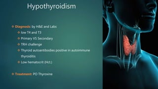 Hypothyroidism
 Diagnosis: by H&E and Labs
 low T4 and T3
 Primary VS Secondary
 TRH challenge
 Thyroid autoantibodies positive in autoimmune
thyroiditis
 Low hematocrit (Hct.)
 Treatment: PO Thyroxine
 