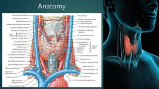 Anatomy
 