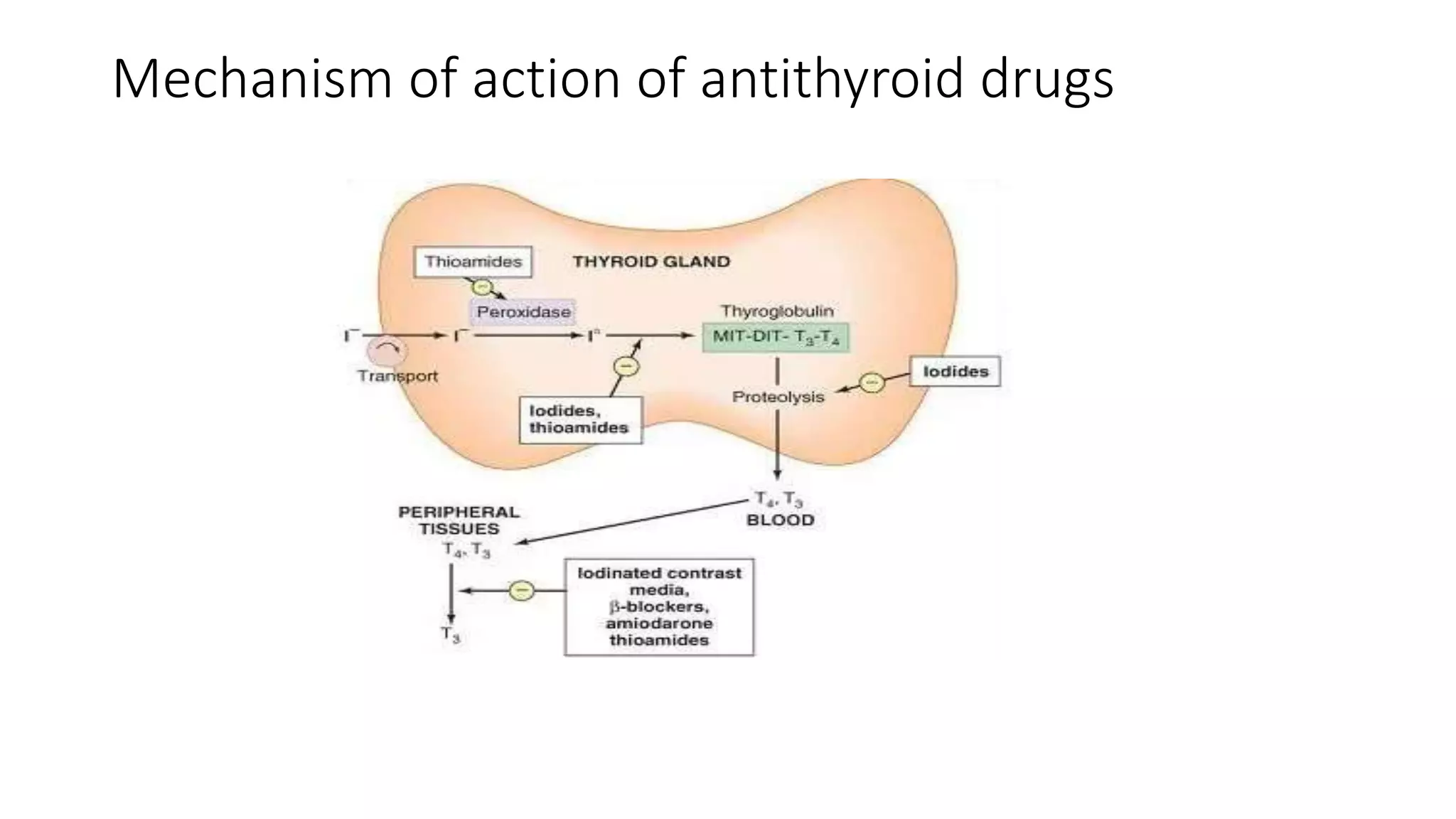 Mechanism of action of antithyroid drugs
 