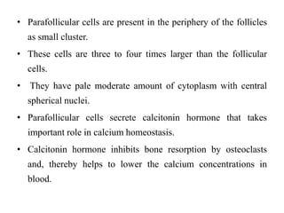 • Parafollicular cells are present in the periphery of the follicles
as small cluster.
• These cells are three to four times larger than the follicular
cells.
• They have pale moderate amount of cytoplasm with central
spherical nuclei.
• Parafollicular cells secrete calcitonin hormone that takes
important role in calcium homeostasis.
• Calcitonin hormone inhibits bone resorption by osteoclasts
and, thereby helps to lower the calcium concentrations in
blood.
 