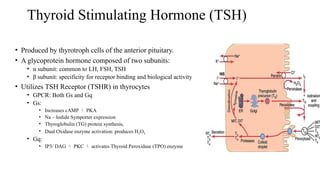 Tsh R Physiology of Thyroid Hormones.pptx