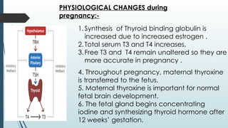 PHYSIOLOGICAL CHANGES during
pregnancy:-
1.Synthesis of Thyroid binding globulin is
increased due to increased estrogen .
2.Total serum T3 and T4 increases.
3.Free T3 and T4 remain unaltered so they are
more accurate in pregnancy .
4. Throughout pregnancy, maternal thyroxine
is transferred to the fetus.
5. Maternal thyroxine is important for normal
fetal brain development.
6. The fetal gland begins concentrating
iodine and synthesizing thyroid hormone after
12 weeks’ gestation.
 