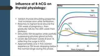 Influence of B-hCG on
thyroid physiology:
• Exhibits thyroid-stimulating properties
that increase soon after fertilization.
• Reaches its highest level around the
10th week of pregnancy, then
gradually falls by the 20th week then
plateaus.
• Stimulates TSH receptors while partially
suppressing pituitary gland activity.
• Levels dip between weeks 8 and 14,
reflecting the surge in hCG.
• Approximately one in five women
experience TSH levels dropping below
the normal range during this phase.
 
