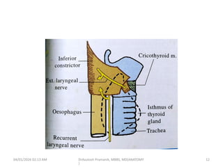 Comprehensive Anatomy and Physiology of the Thyroid Gland | PPTX