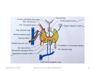 Comprehensive Anatomy and Physiology of the Thyroid Gland | PPTX