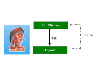 Ant. Pituitary Thyroid TSH T3, T4 